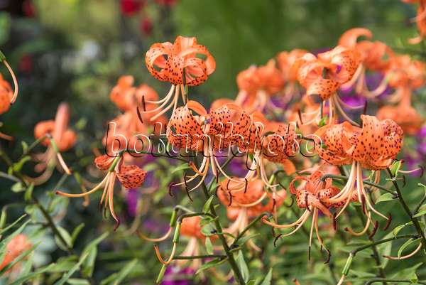 635064 - Tiger lily (Lilium lancifolium syn. Lilium tigrinum)