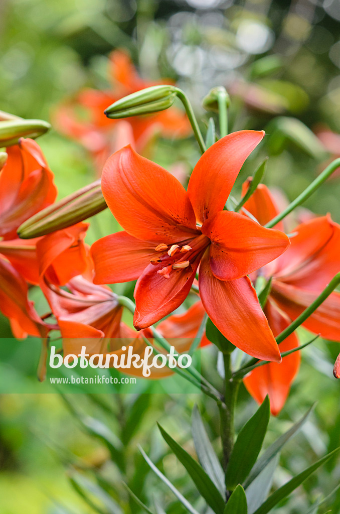 522038 - Tiger lily (Lilium lancifolium 'Red Twinkle' syn. Lilium tigrinum 'Red Twinkle')