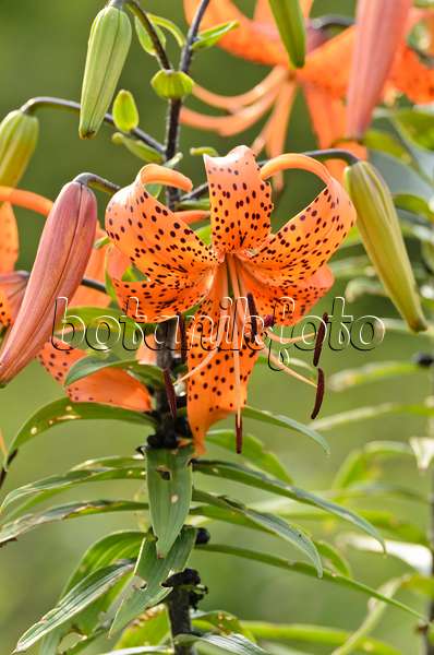 498235 - Tiger lily (Lilium lancifolium 'Splendens' syn. Lilium tigrinum 'Splendens')