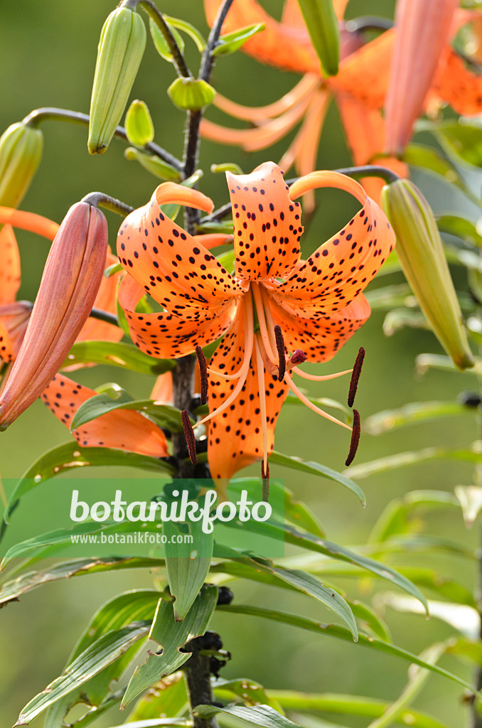 498235 - Tiger lily (Lilium lancifolium 'Splendens' syn. Lilium tigrinum 'Splendens')