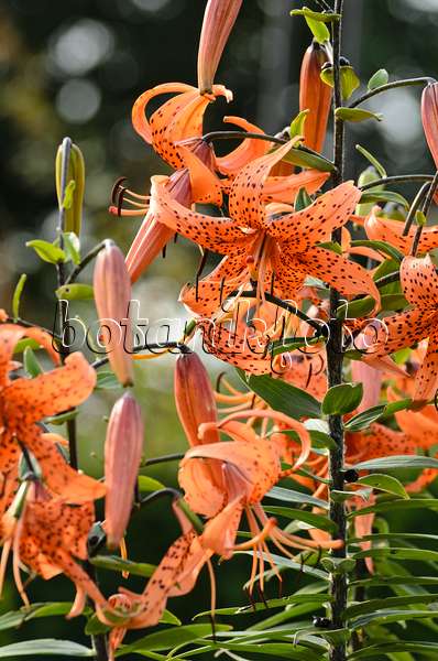 498236 - Tiger lily (Lilium lancifolium 'Splendens' syn. Lilium tigrinum 'Splendens')