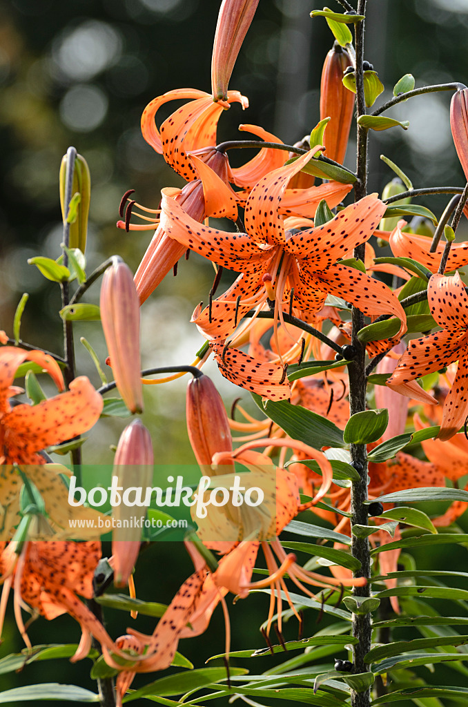 498236 - Tiger lily (Lilium lancifolium 'Splendens' syn. Lilium tigrinum 'Splendens')