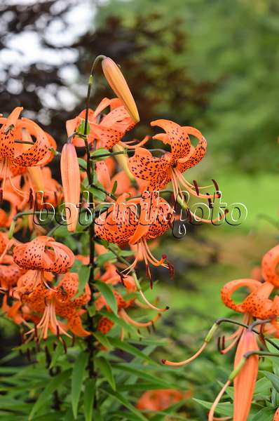 523140 - Tiger lily (Lilium lancifolium 'Splendens' syn. Lilium tigrinum 'Splendens')