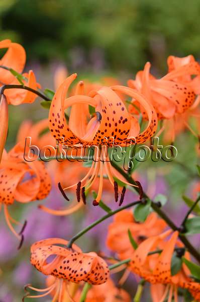 523142 - Tiger lily (Lilium lancifolium 'Splendens' syn. Lilium tigrinum 'Splendens')