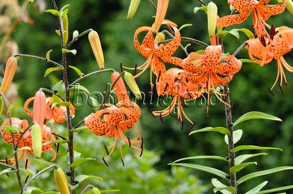 534337 - Tiger lily (Lilium lancifolium 'Splendens' syn. Lilium tigrinum 'Splendens')