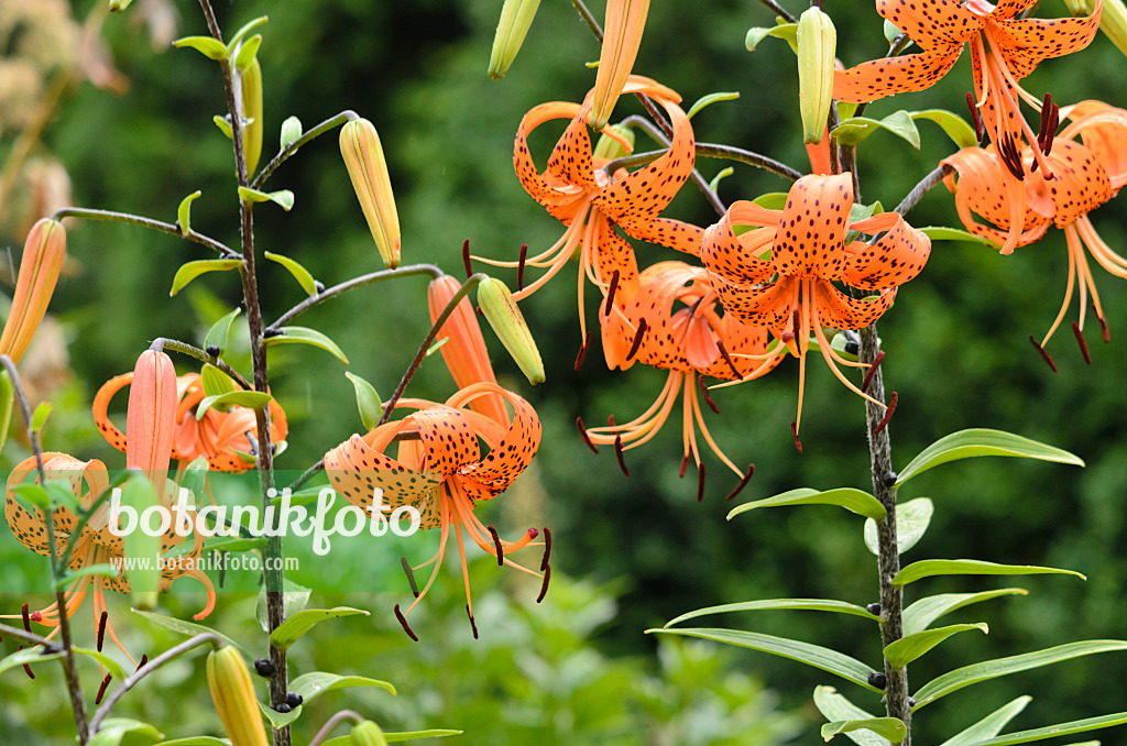 534337 - Tiger lily (Lilium lancifolium 'Splendens' syn. Lilium tigrinum 'Splendens')