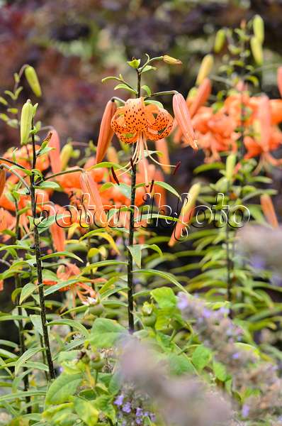 534341 - Tiger lily (Lilium lancifolium 'Splendens' syn. Lilium tigrinum 'Splendens')