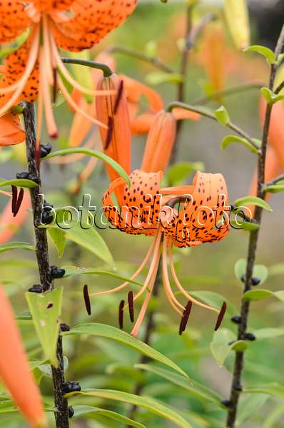 534342 - Tiger lily (Lilium lancifolium 'Splendens' syn. Lilium tigrinum 'Splendens')