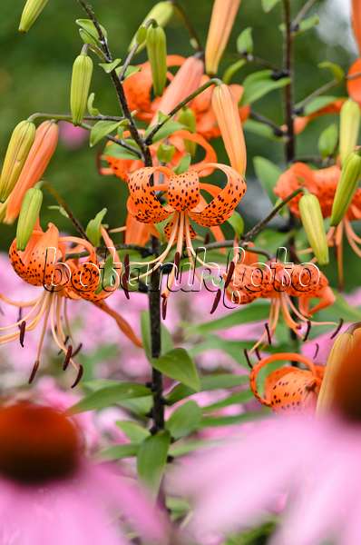 534360 - Tiger lily (Lilium lancifolium 'Splendens' syn. Lilium tigrinum 'Splendens')