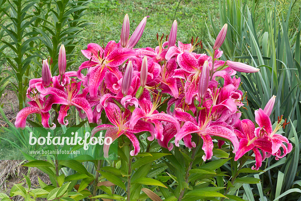 559020 - Tiger lily (Lilium lancifolium 'Stargazer' syn. Lilium tigrinum 'Stargazer')