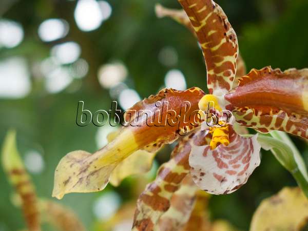 418054 - Tiger orchid (Rossioglossum grande syn. Odontoglossum grande)