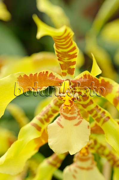 487095 - Tiger orchid (Rossioglossum grande syn. Odontoglossum grande)