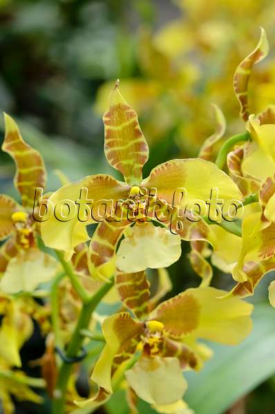 522014 - Tiger orchid (Rossioglossum grande syn. Odontoglossum grande)