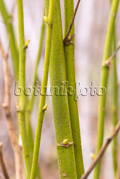 638365 - Tilleul à grandes feuilles (Tilia platyphyllos 'Aurea')