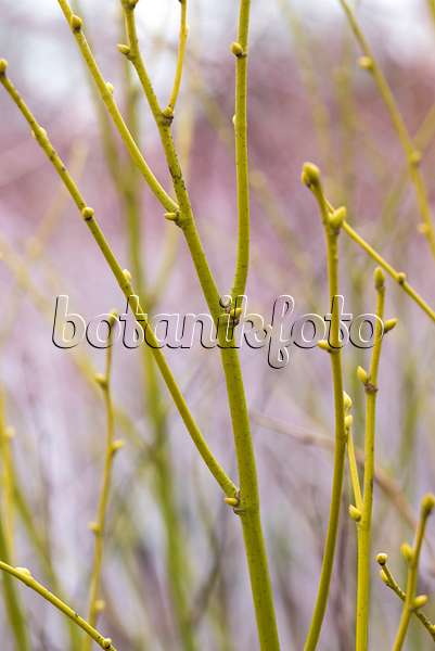 638366 - Tilleul à grandes feuilles (Tilia platyphyllos 'Aurea')