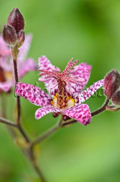 536069 - Toad lily (Tricyrtis T&M Hybrids)