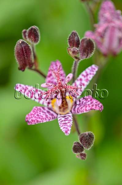 536070 - Toad lily (Tricyrtis T&M Hybrids)