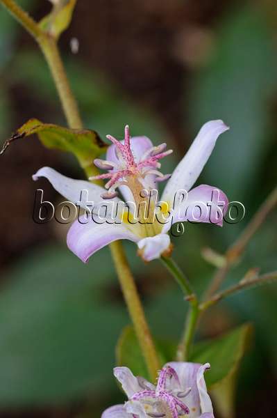 477024 - Toad lily (Tricyrtis Tojen)