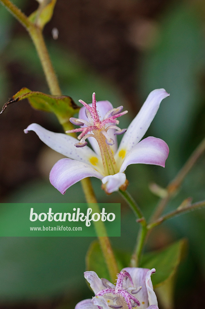 477024 - Toad lily (Tricyrtis Tojen)