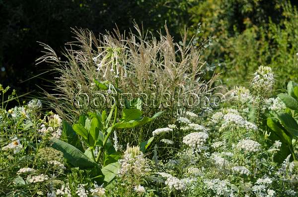 534438 - Tobacco (Nicotiana), Chinese silver grass (Miscanthus), spider flowers (Tarenaya syn. Cleome) and Ammi