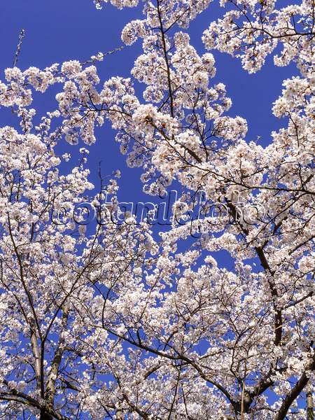 448007 - Tokyo cherry (Prunus x yedoensis)
