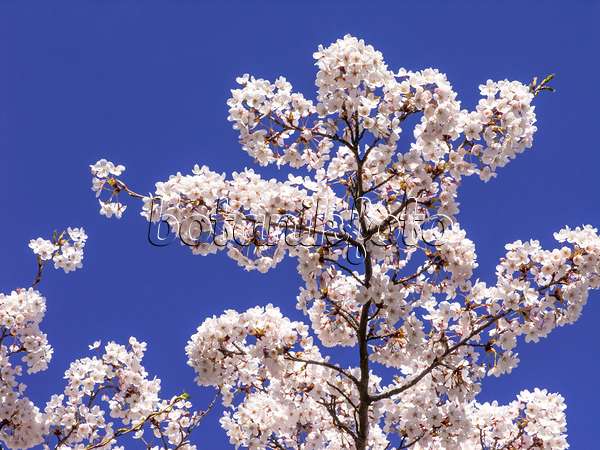 448008 - Tokyo cherry (Prunus x yedoensis)