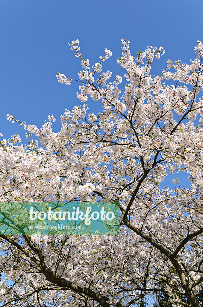 495045 - Tokyo cherry (Prunus x yedoensis)