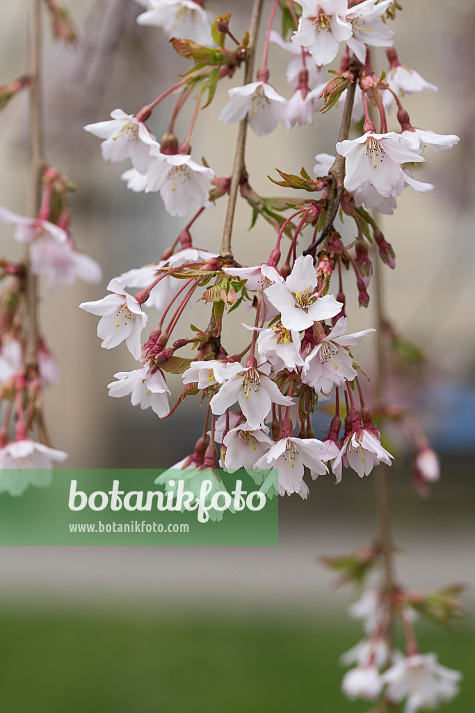 616303 - Tokyo cherry (Prunus x yedoensis 'Ivensii')