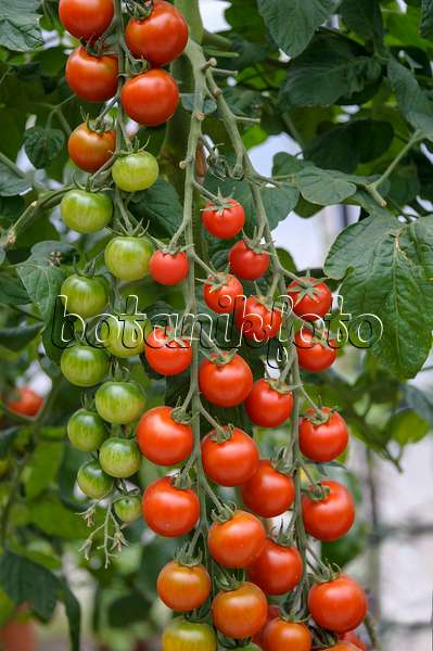 535379 - Tomate cerise (Lycopersicon esculentum 'Picolino')