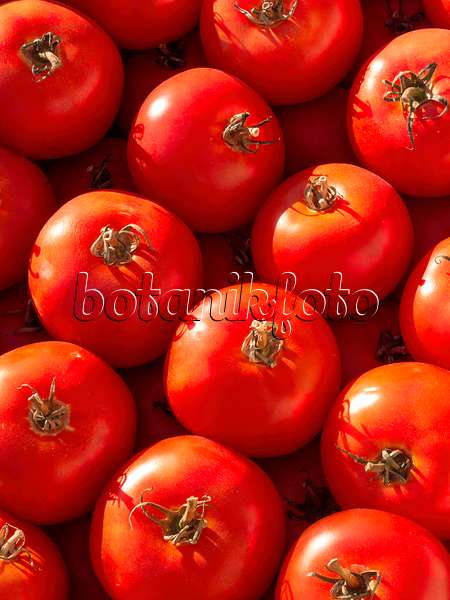 404053 - Tomate (Lycopersicon esculentum)