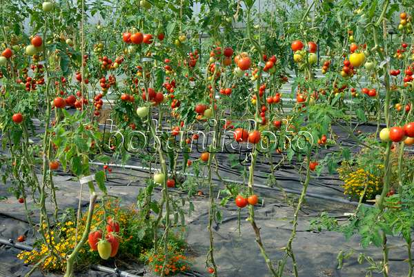 457036 - Tomate (Lycopersicon esculentum)