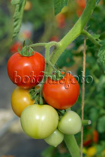 457045 - Tomate (Lycopersicon esculentum)