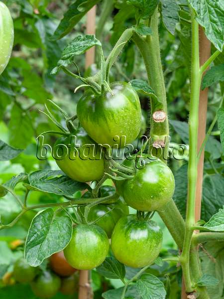 463035 - Tomate (Lycopersicon esculentum 'Black Plum')