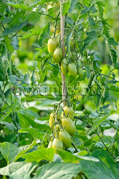 474506 - Tomate (Lycopersicon esculentum 'Goldino')