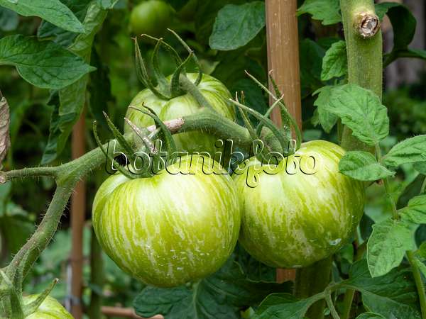 463033 - Tomate (Lycopersicon esculentum 'Green Zebra')