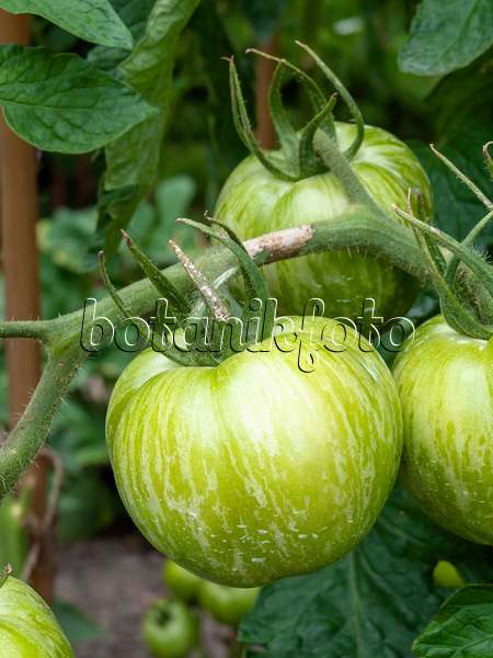463034 - Tomate (Lycopersicon esculentum 'Green Zebra')