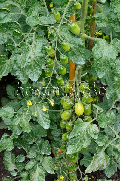 474248 - Tomate (Lycopersicon esculentum 'Santasian')