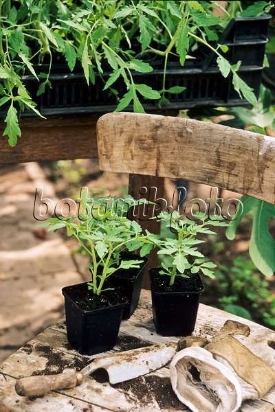 440197 - Tomate (Lycopersicon esculentum) sur une chaise en bois