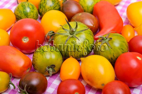 476070 - Tomates (Lycopersicon esculentum)