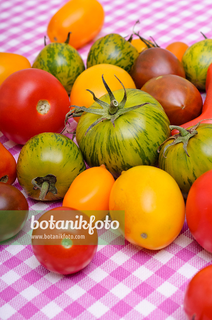 476071 - Tomates (Lycopersicon esculentum)