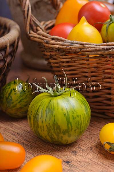 476074 - Tomates (Lycopersicon esculentum)