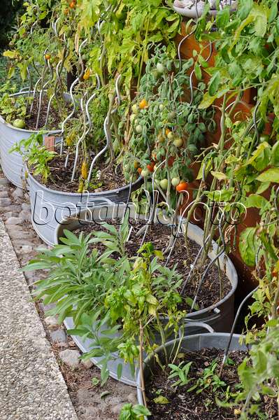 488095 - Tomates (Lycopersicon esculentum) dans des bassines en fer-blanc