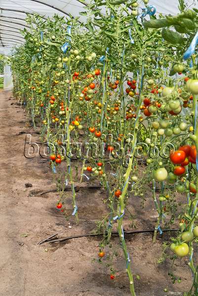 535239 - Tomates (Lycopersicon esculentum) dans un serre en film