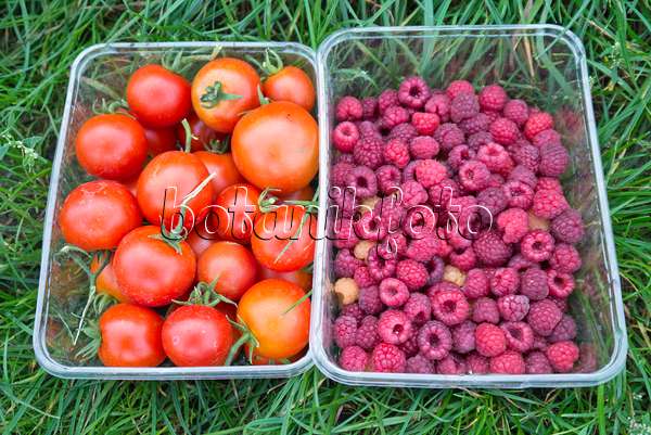 561074 - Tomates (Lycopersicon esculentum) et framboisiers (Rubus idaeus)