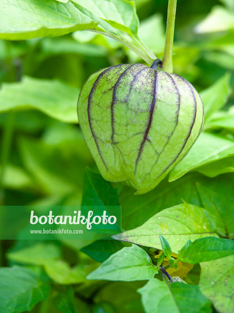 428309 - Tomatillo (Physalis ixocarpa)