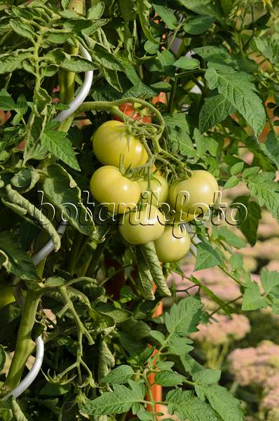 523169 - Tomato (Lycopersicon esculentum)