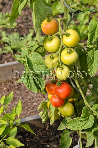 523175 - Tomato (Lycopersicon esculentum)
