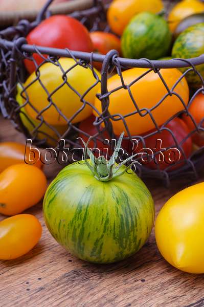 476079 - Tomatoes (Lycopersicon esculentum)