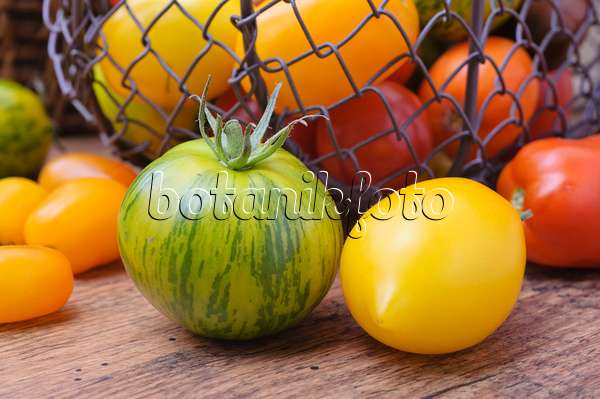 476080 - Tomatoes (Lycopersicon esculentum)