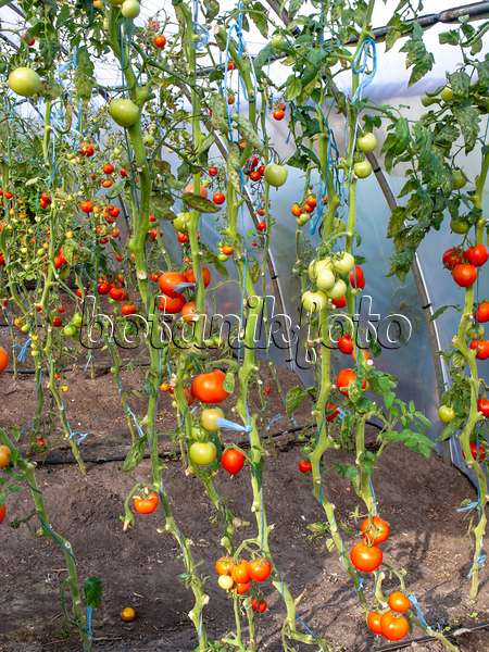490005 - Tomatoes (Lycopersicon esculentum) in a green house